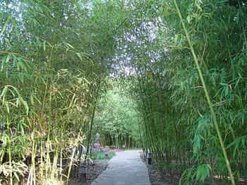 Bamboo Garden Hotel Bamboo Garden Hotel