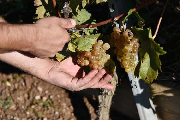 Domaine du Burignon Domaine du Burignon