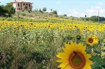 B&B Il Girasole1