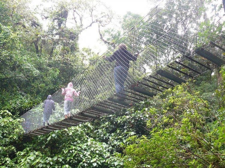 Boquete Tree Trek3