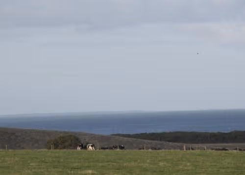 Black Cockatoo Studio