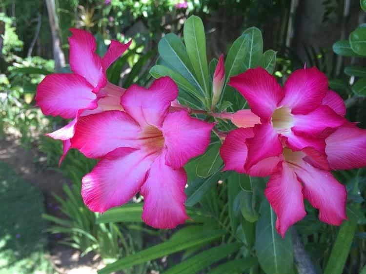 Villa Plawa Asri Villa Plawa Asri