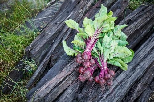 Burnside Organic Farm1