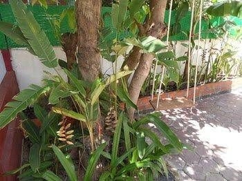 Panda Guesthouse4