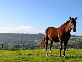 Colgate Farm Colgate Farm