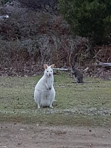 Discover Bruny Island Holiday Accommodation2