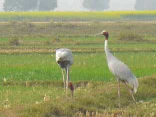 Lumbini Buddha Garden Resort Lumbini Buddha Garden Resort