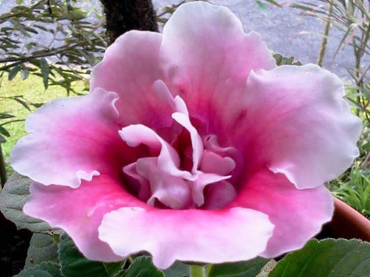 Happy Flower Resort Happy Flower Resort