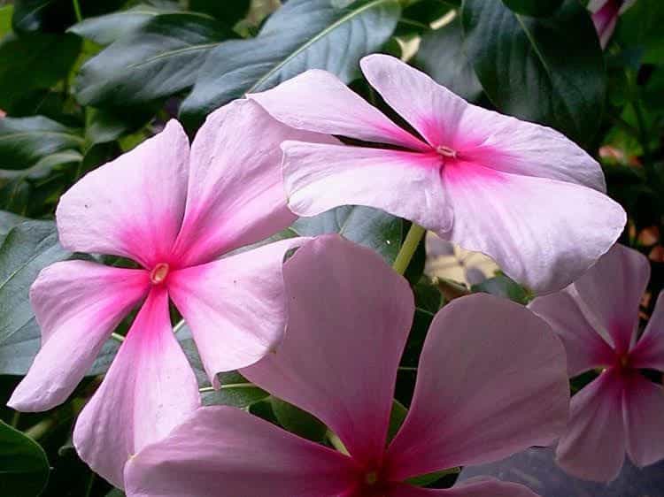 Happy Flower Resort Happy Flower Resort