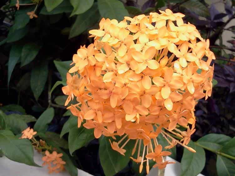Happy Flower Resort Happy Flower Resort