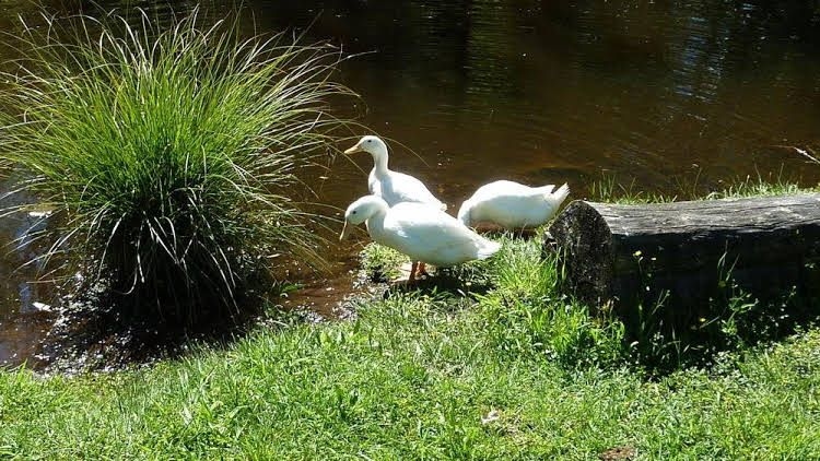 Mokoia Downs Estate B&B2