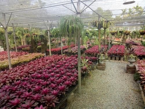 PalladaGarden&Resortสวนปัลลดา (Pallada Bromeliads Garden and Resort)4