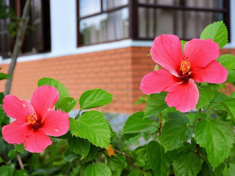 Garden Aroma Homestay Garden Aroma Homestay