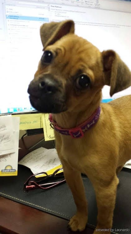 Days Inn and Conference Center of LaCrosse1