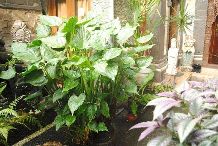 Jangkrik Homestay Jangkrik Homestay