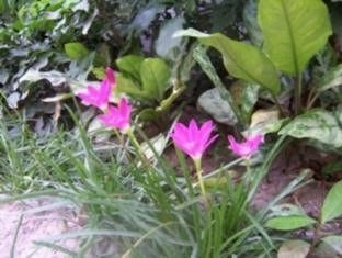 Melinda's Garden4