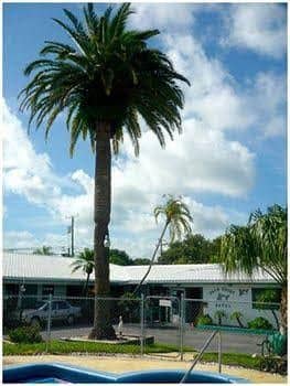 Palm Court Motel Palm Court Motel