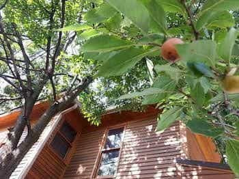 Persimmon Inn