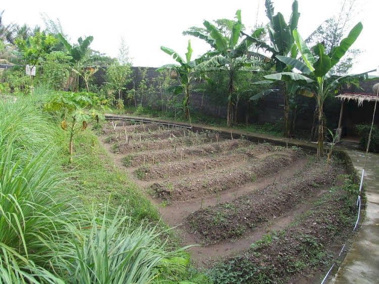 Villa Padi Yogyakarta Villa Padi Yogyakarta