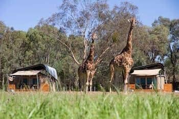 Zoofari Lodge, Taronga Western Plains Zoo Zoofari Lodge, Taronga Western Plains Zoo