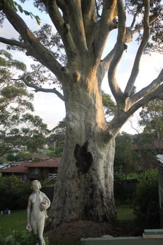 เดอะ ทรี โมเต็ล (The Tree Motel)2