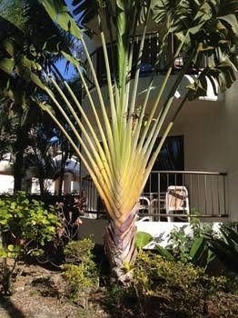 Scalinada Apartments0