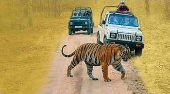 Windsor Tiger Resort2
