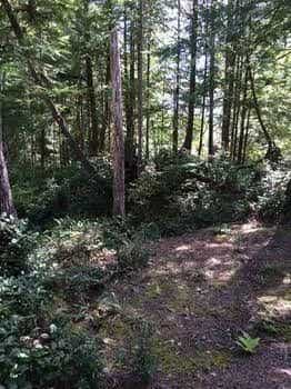 Reef Point Forest Suite