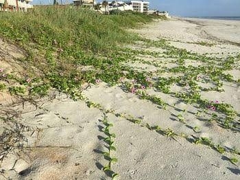 Smyrna Beach Club0