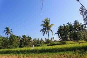 Shriman Yoga Bungalows Shriman Yoga Bungalows