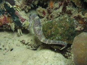 Chindonan Dive Resort4
