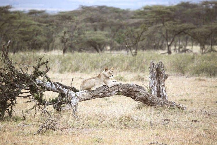 Encounter Mara Camp0