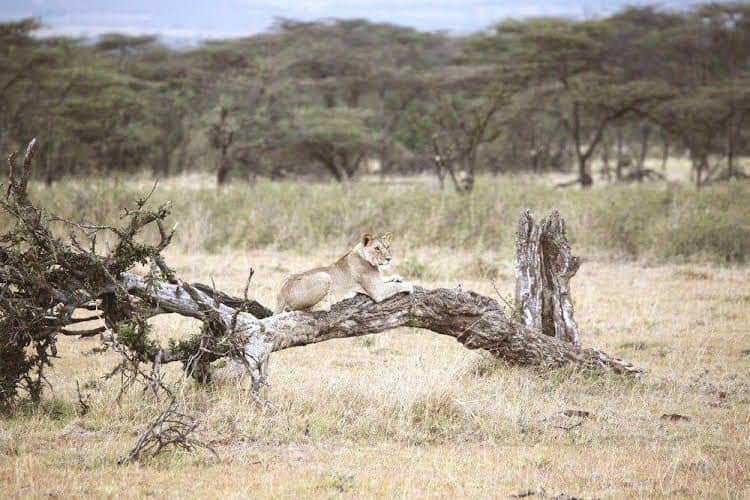 Encounter Mara Camp Encounter Mara Camp