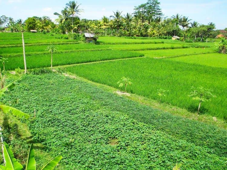 Panorama Ubud Private Villa Panorama Ubud Private Villa