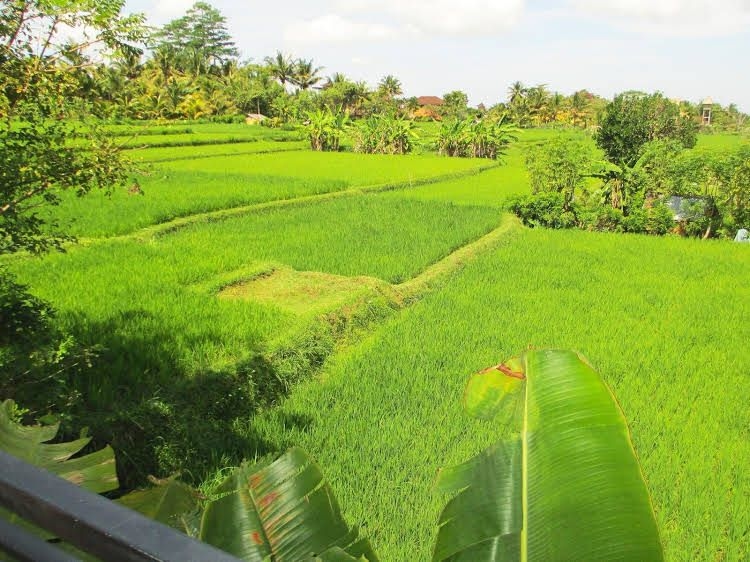 Panorama Ubud Private Villa1