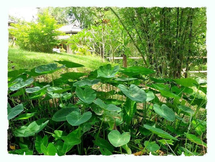 Paivana Resort Paivana Resort
