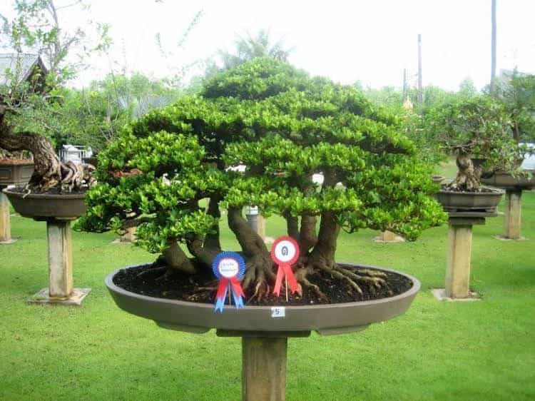 18 bonsai garden resort 18 bonsai garden resort