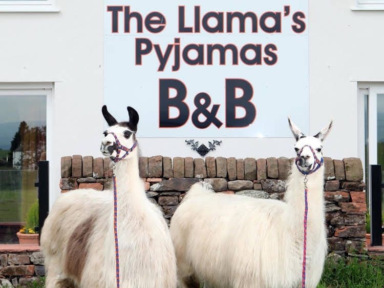 Llamas Pyjamas Bed & Breakfast4
