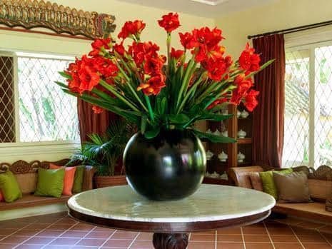 Gladiola Guest House Gladiola Guest House
