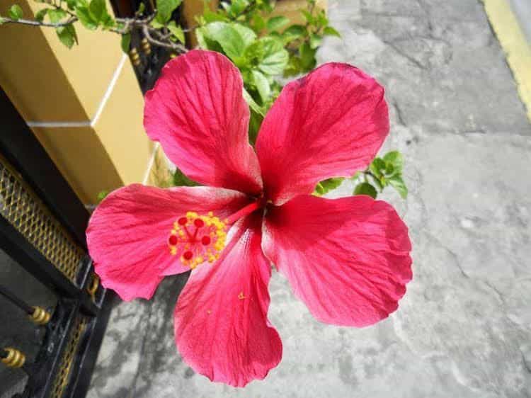 Chona and Christophe Guesthouse - Cavite Chona and Christophe Guesthouse - Cavite
