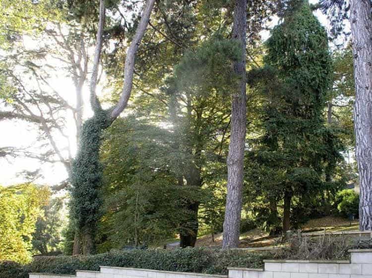 Hedgemead Court Hedgemead Court