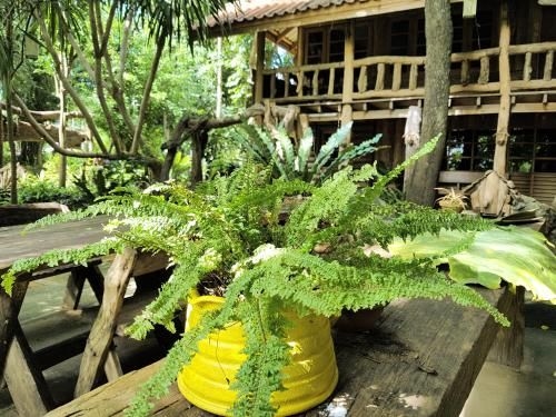 Baanmai Phaipa House2