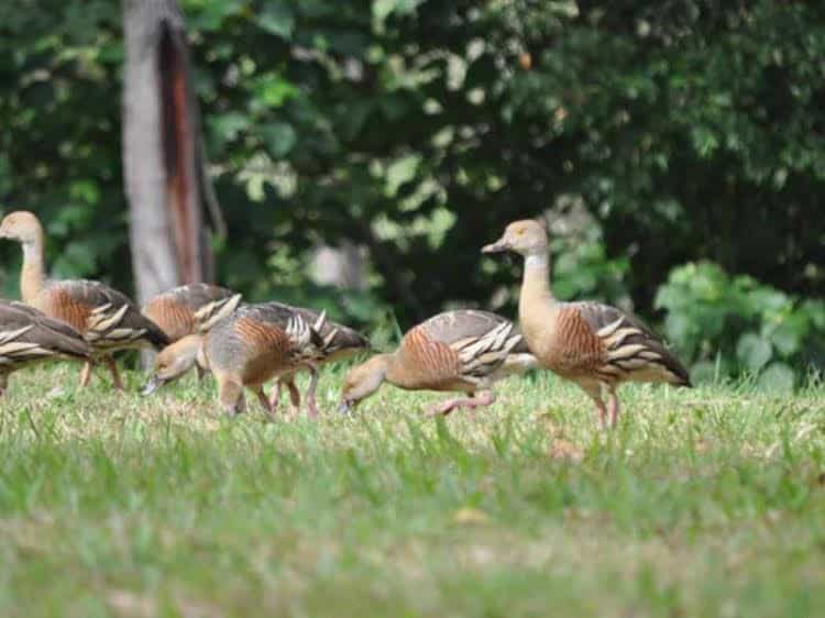 The Feathered Nest - Luxury Wildlife Retreat