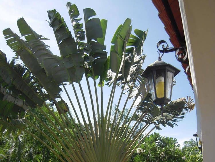 Flame Tree Villa Flame Tree Villa
