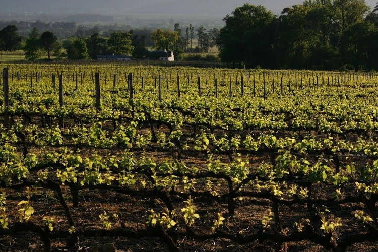 Boschendal0