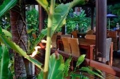 ฮิบิสคัส รีสอร์ท แอนด์ สปา พอร์ต ดักลาส (Hibiscus Resort and Spa Port Douglas)1