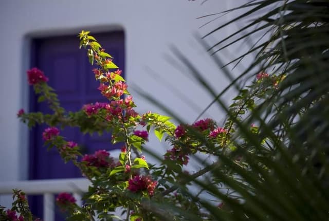JUNIOR SUITE GARDEN VIEW