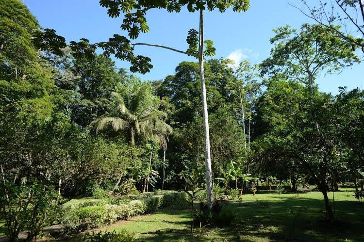 Tortuguero Jungle0