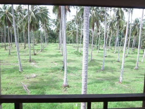 Superior Twin Room with Garden View