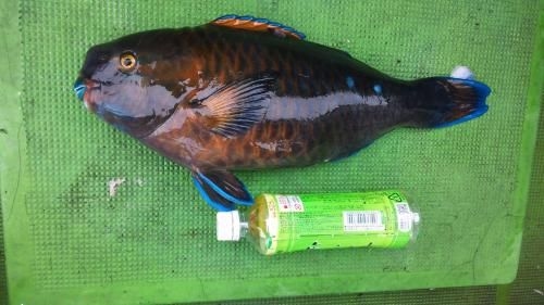 Nouka Minpaku Mirainouen3